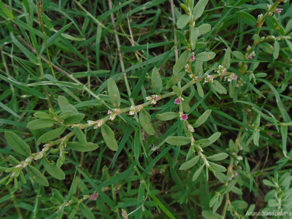 Polygonum plebeium R.Br.